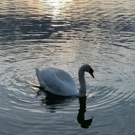 The Ugly Duckling Appartamento Dormelletto
